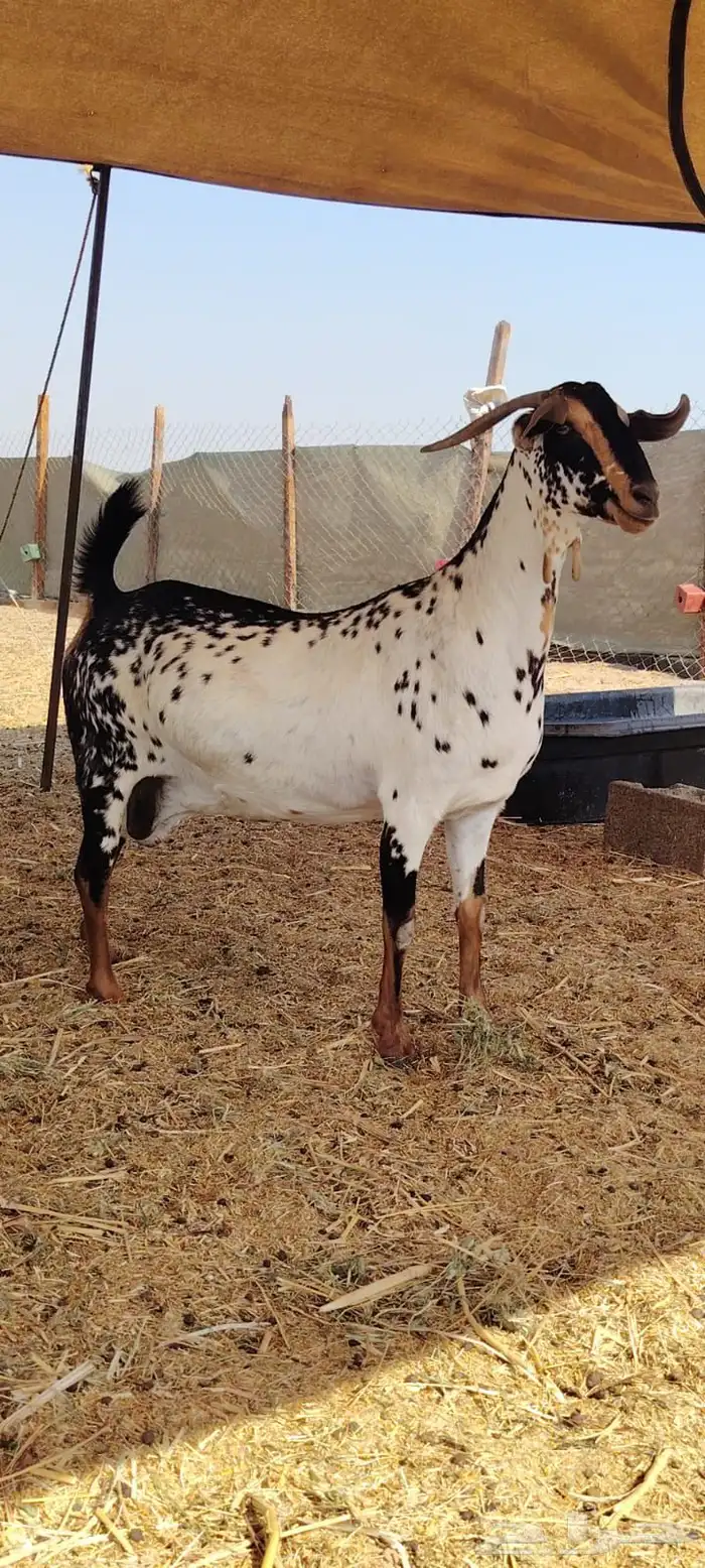 بيع وشراء نوادر الماعز البيشي 6