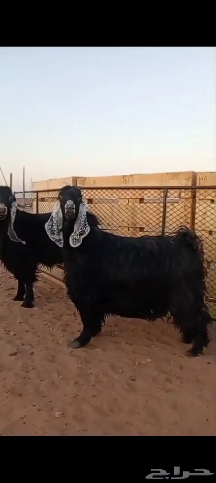 فحل عارضي شرط القريع ومعزاء ثنتين شرط حليب وافر 1