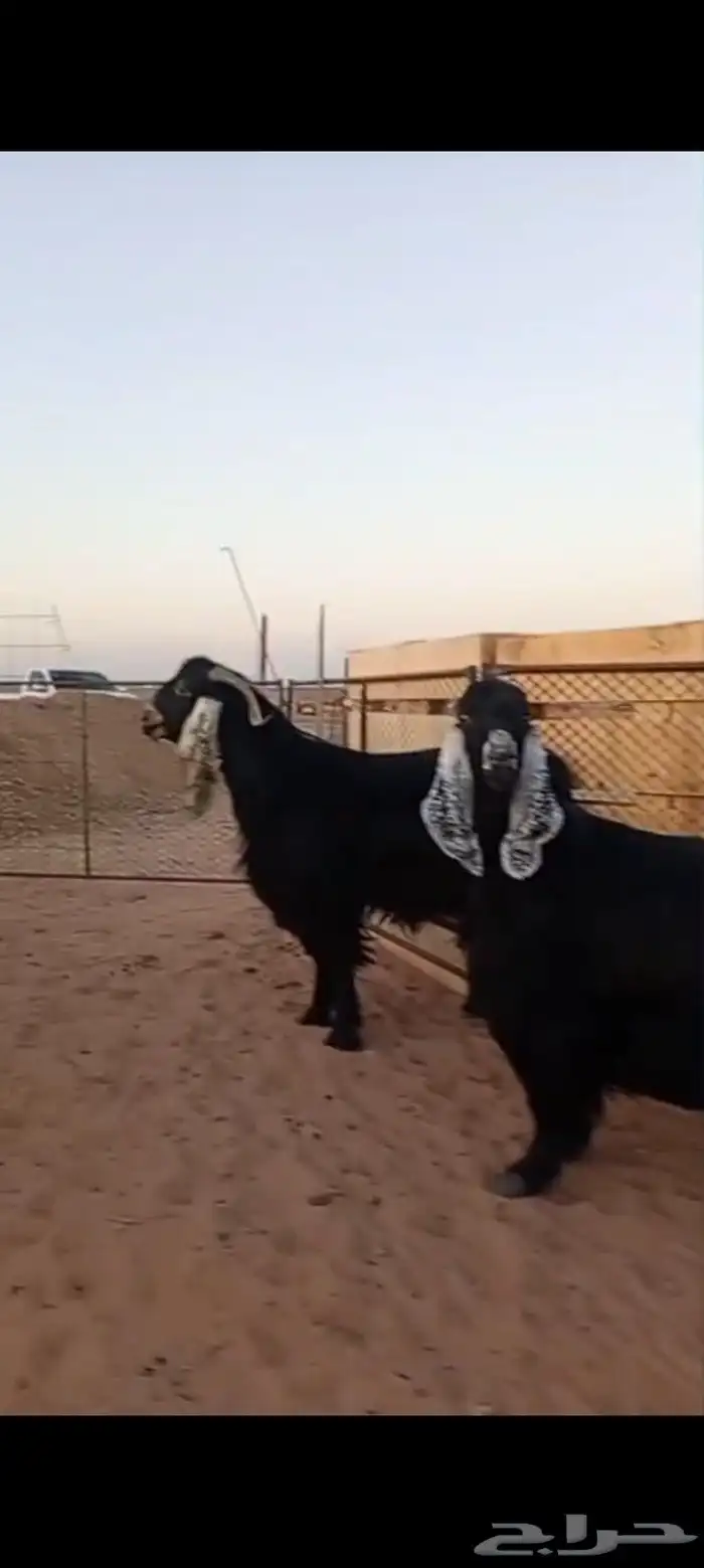 فحل عارضي شرط القريع ومعزاء ثنتين شرط حليب وافر 0