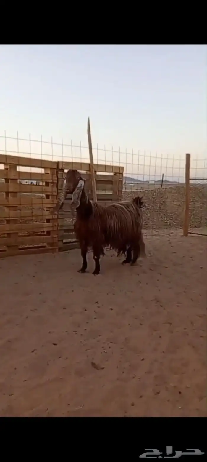 فحل عارضي شرط القريع ومعزاء ثنتين شرط حليب وافر 2