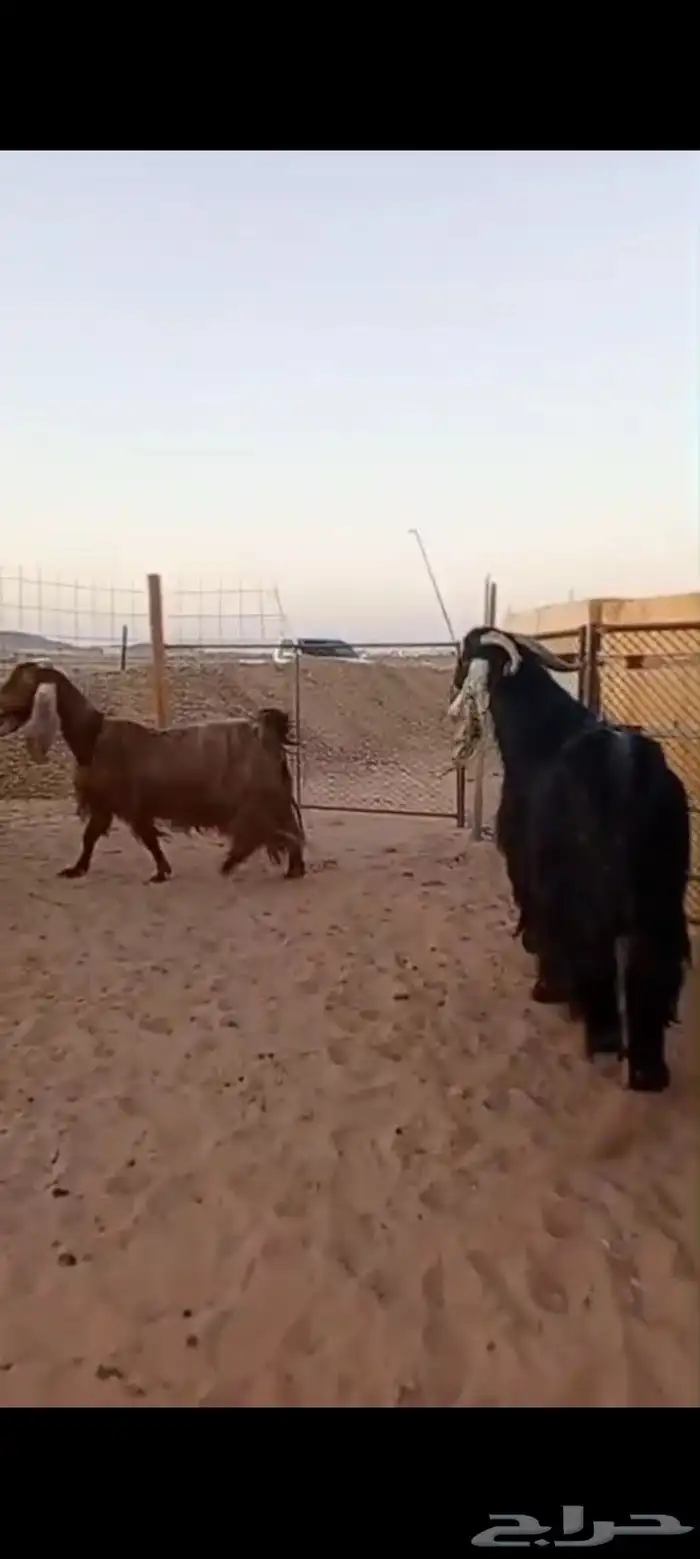 فحل عارضي شرط القريع ومعزاء ثنتين شرط حليب وافر 3