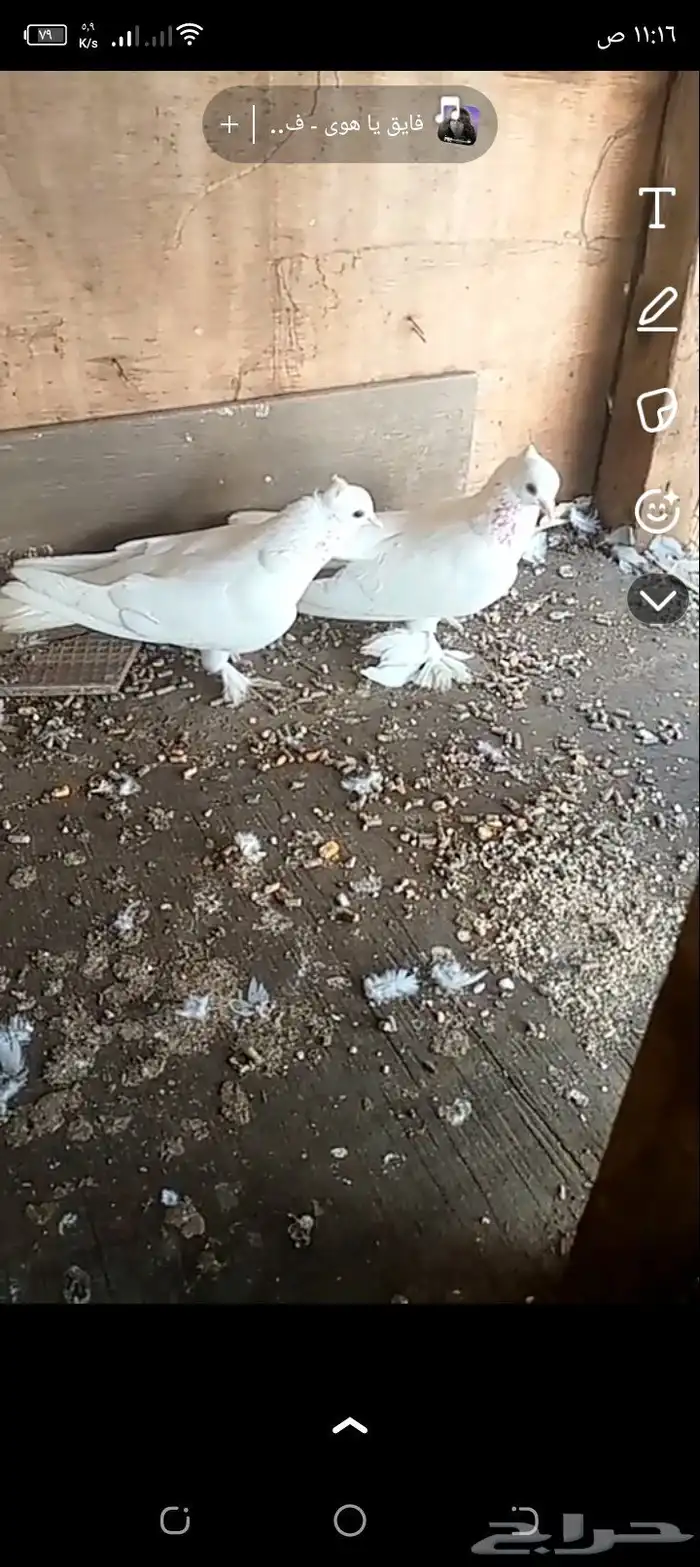 زوج حمام صنعاني ابيض 4