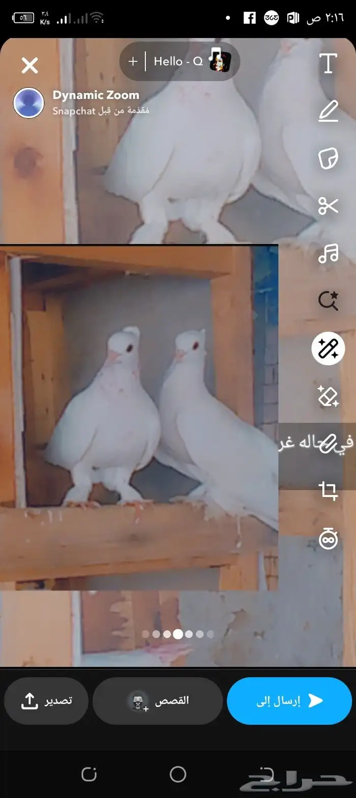 زوج حمام صنعاني ابيض 1