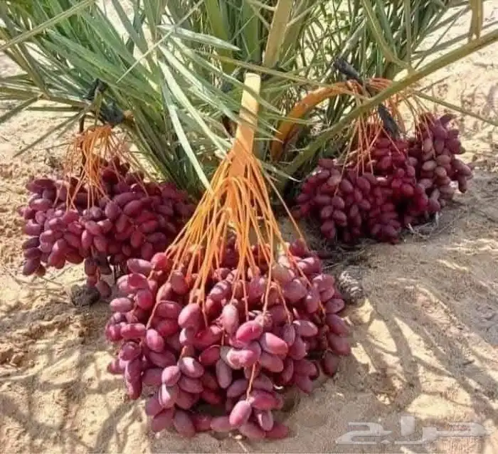 جميع أنواع النخيل 12