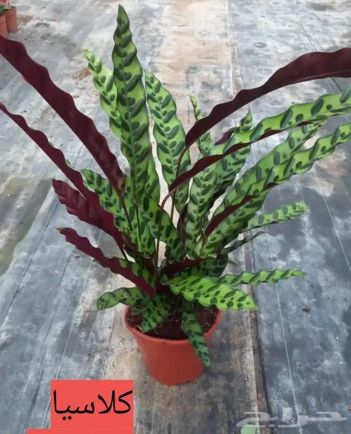 مؤسسة زهرة الخليج الزراعية -نجران -دحضة 1