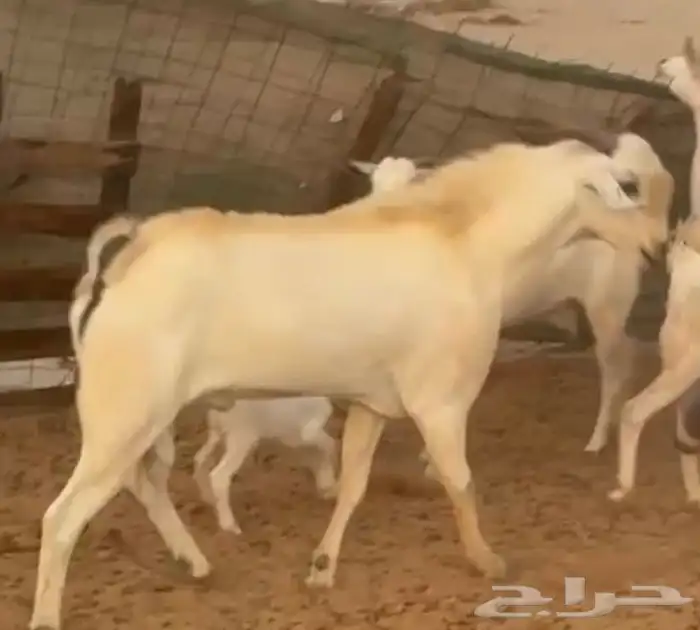 تيس فحل ورفيديه يتبعها طلي 17