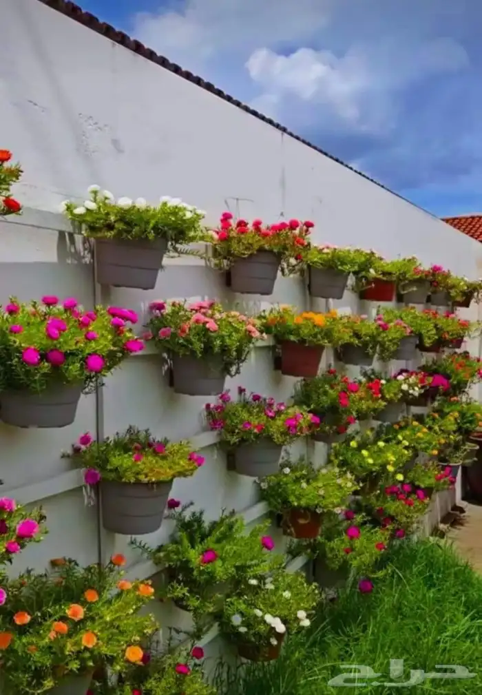 مهندس زراعي متخصص في تنسيق الحدائق وزراعة الفلل والمشاريع 4