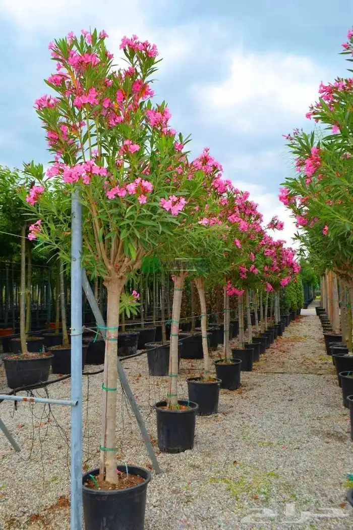 مهندس زراعي متخصص في تنسيق الحدائق وزراعة الفلل والمشاريع 5