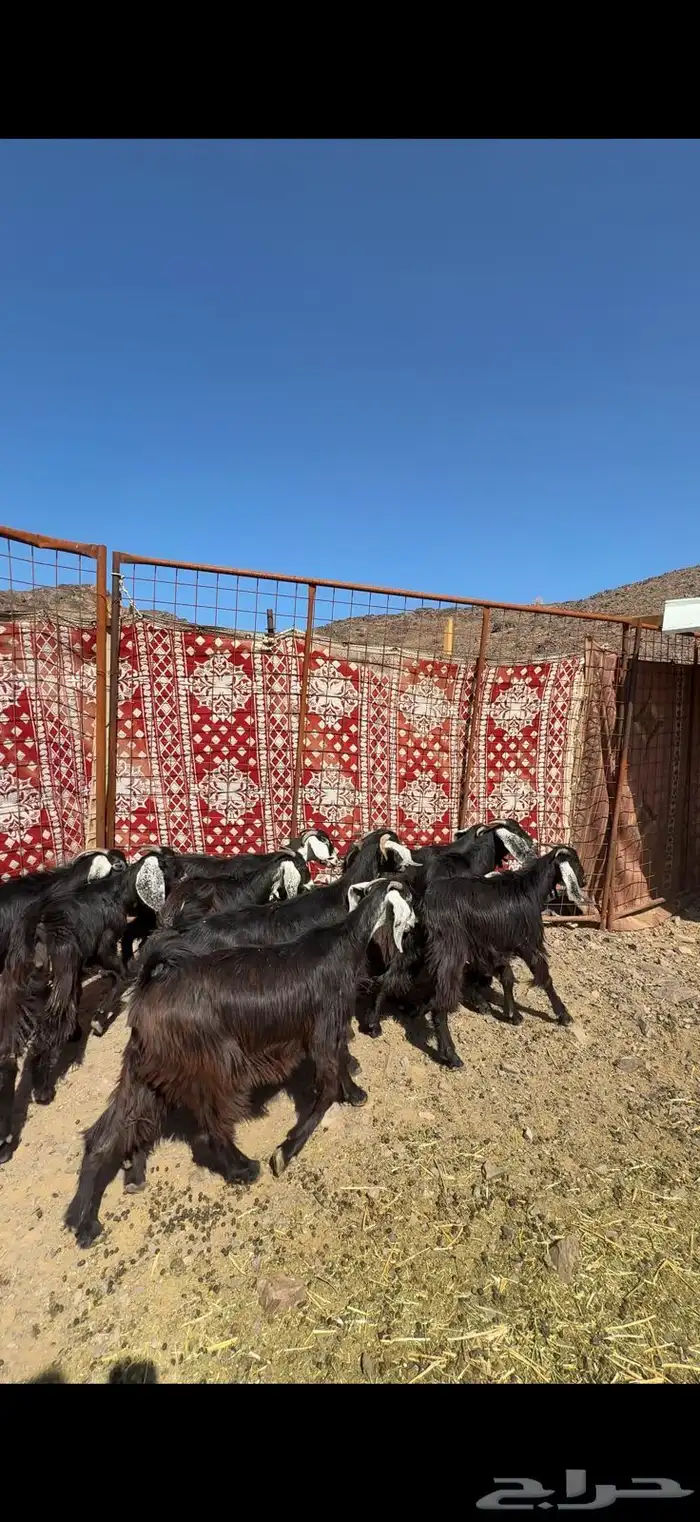 جفار عوارض صنف 0