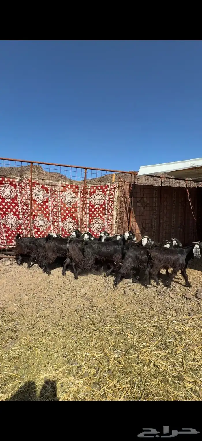 جفار عوارض صنف 1