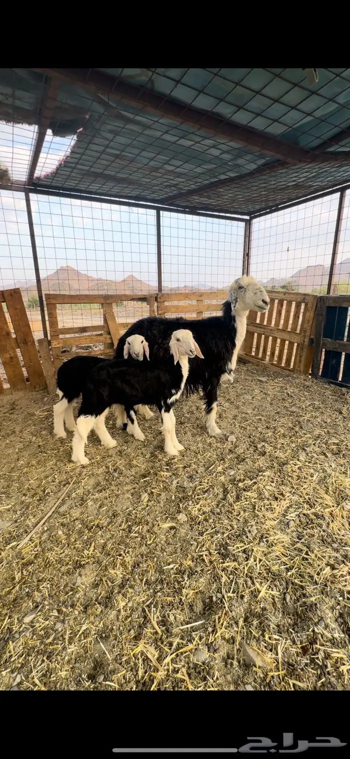 طلي فحل نجدي صنف فاخر 6