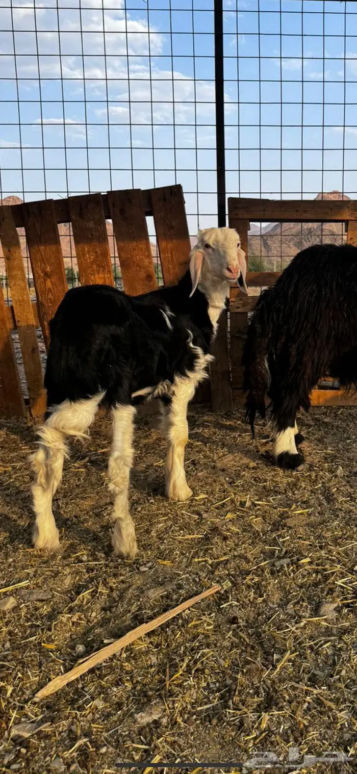 طلي فحل نجدي صنف فاخر 5