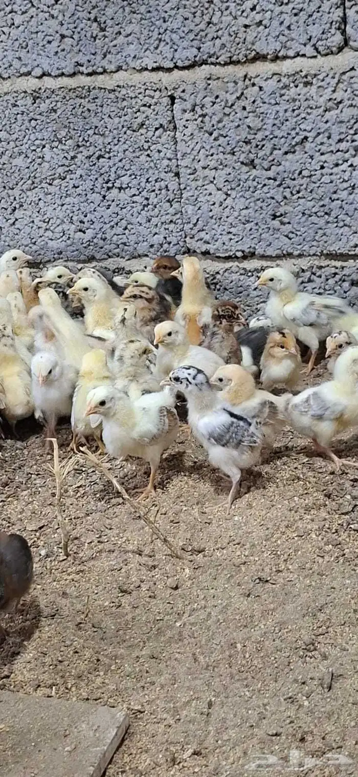 500 صوص للبيع 2