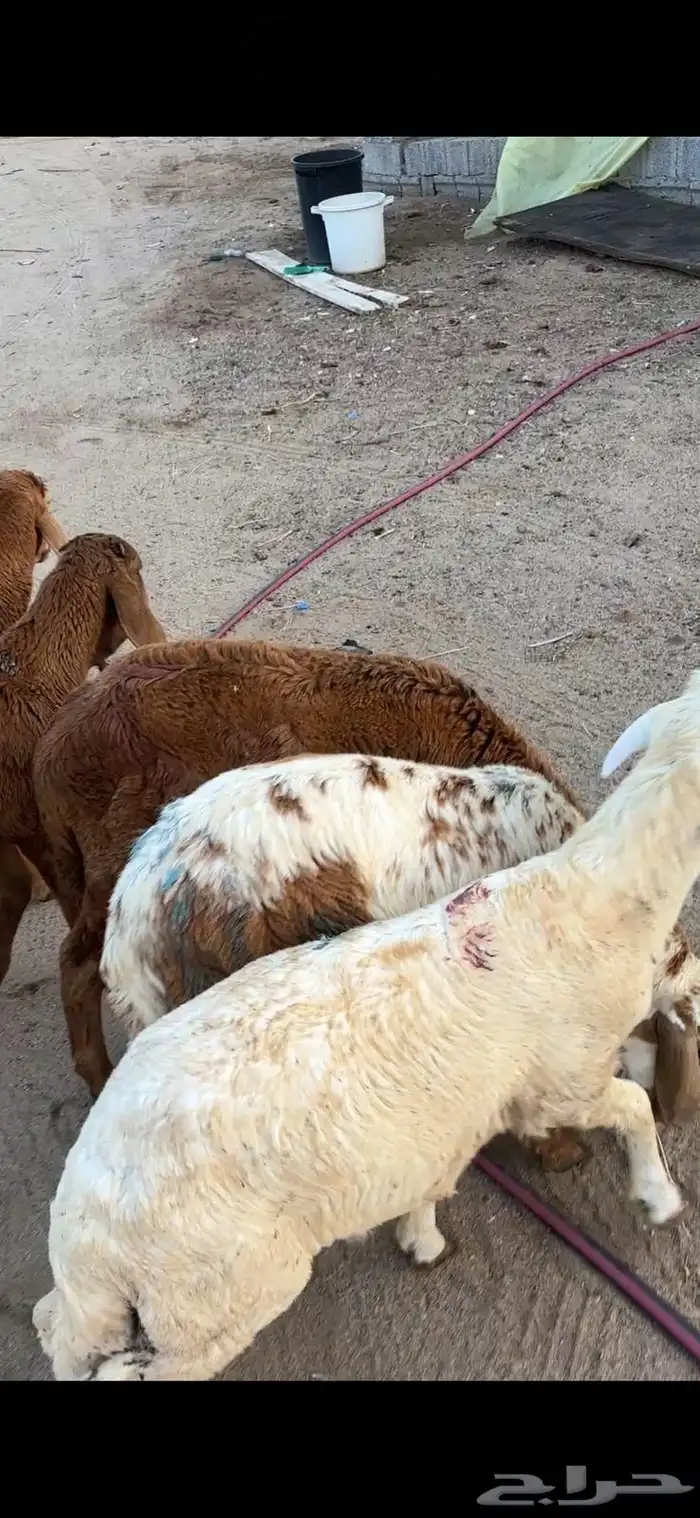 طليان سواكن تربية 1