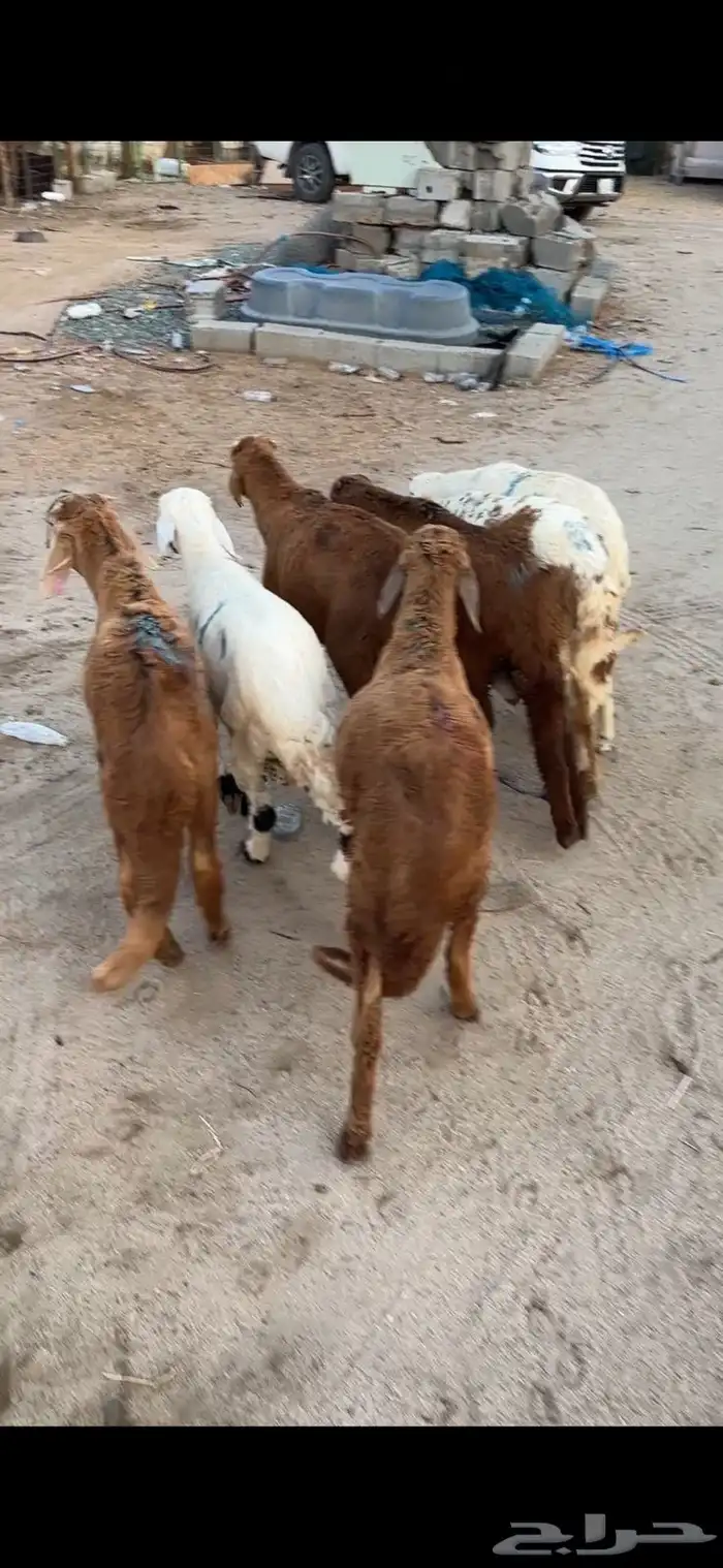 طليان سواكن تربية 3