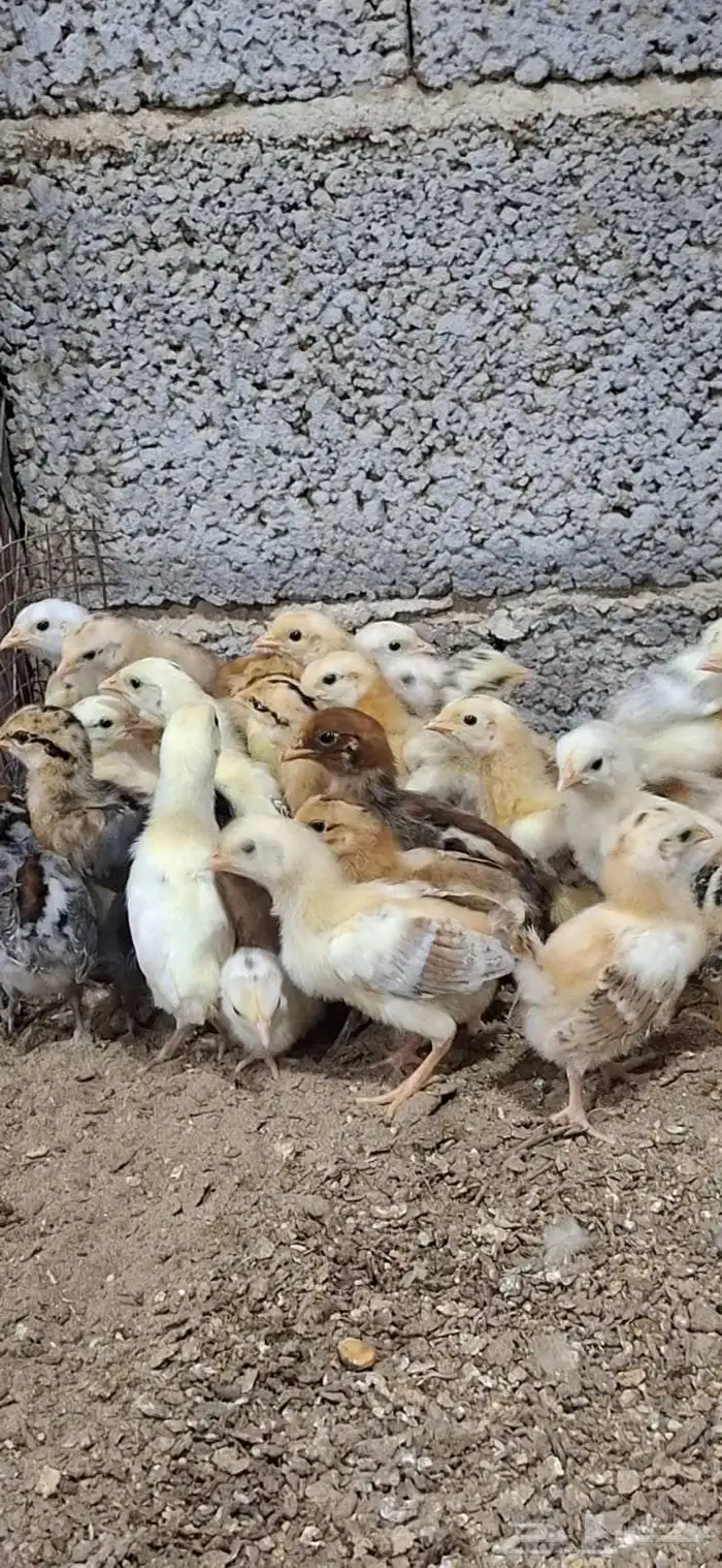 500 صوص للبيع 0