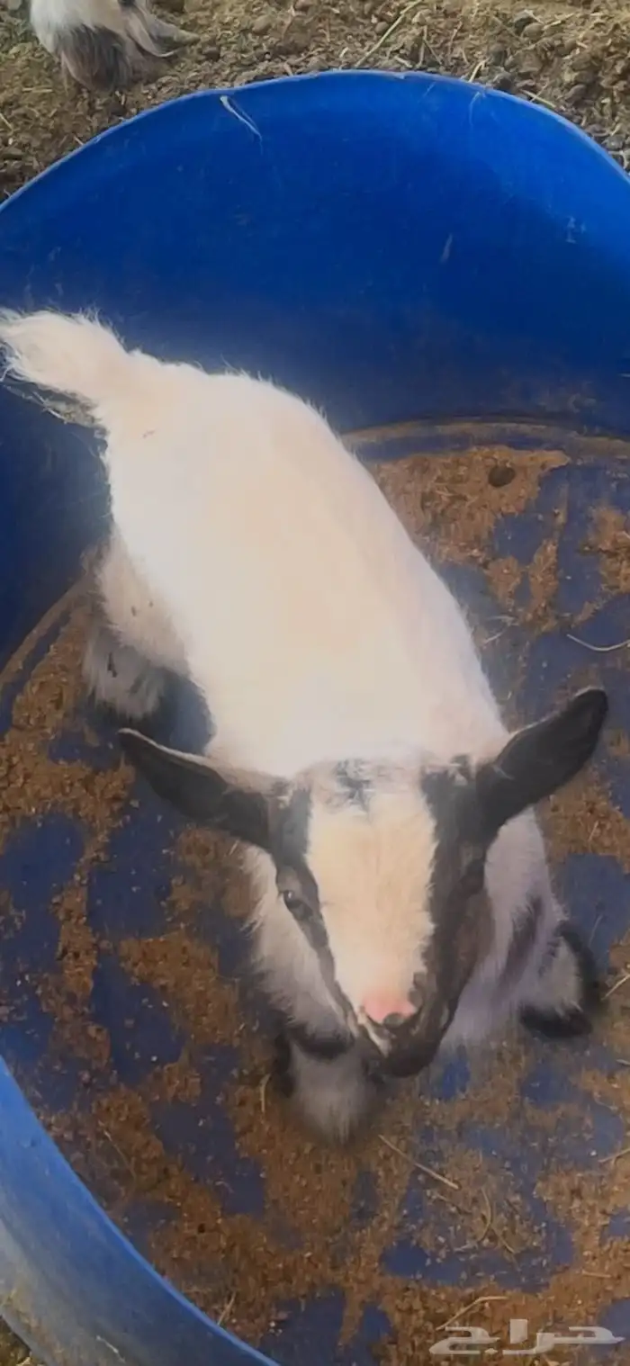 جفرة الماعز المتشنج النادر بالرباض 1