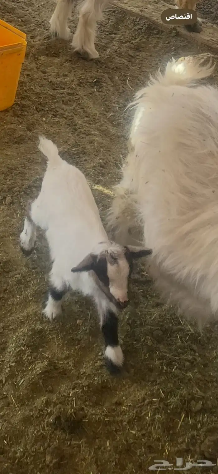 جفرة الماعز المتشنج النادر بالرباض 0