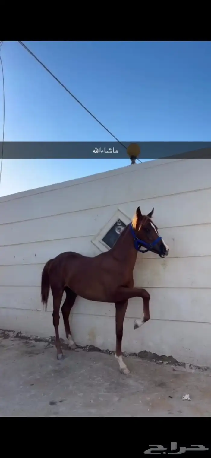 عرض فرس للبيع 4 في واحد 5