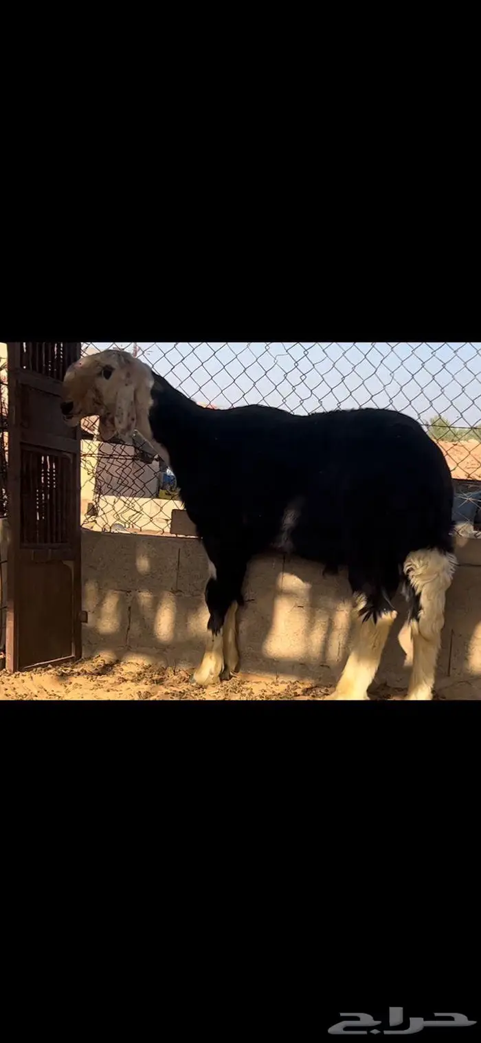 فحل نجدي صنف مشروط للبيع .. 0