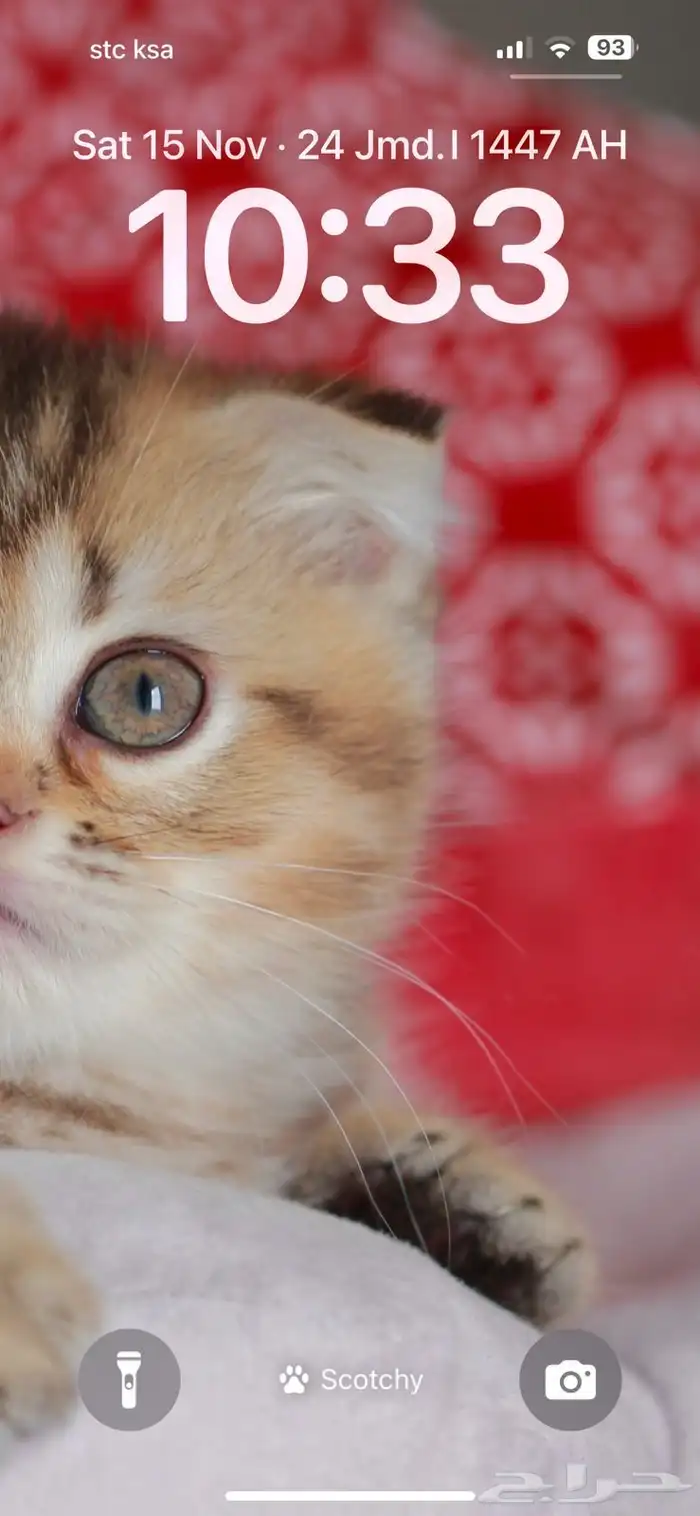 سكوتش قولد بالشرقيه للبيع 3