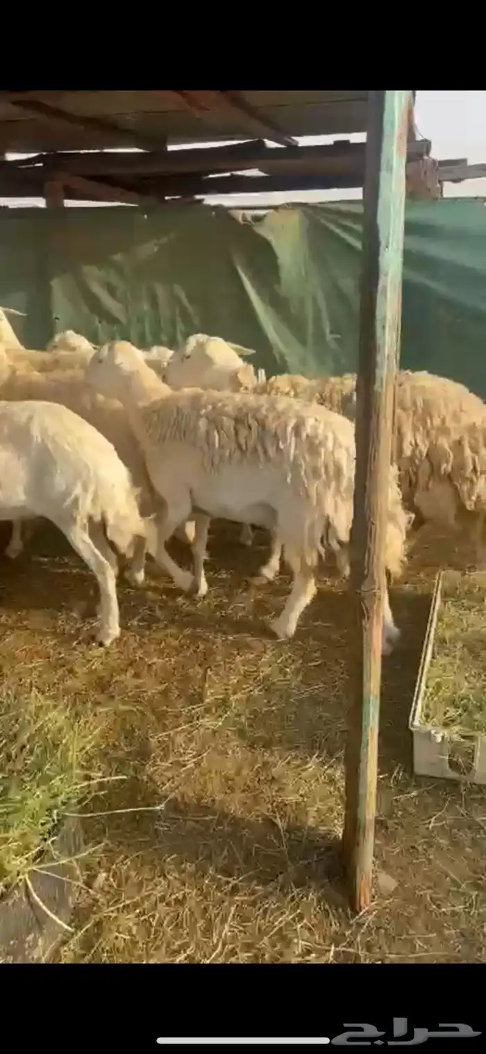 ضان حرش دفيع مفاصيل 0