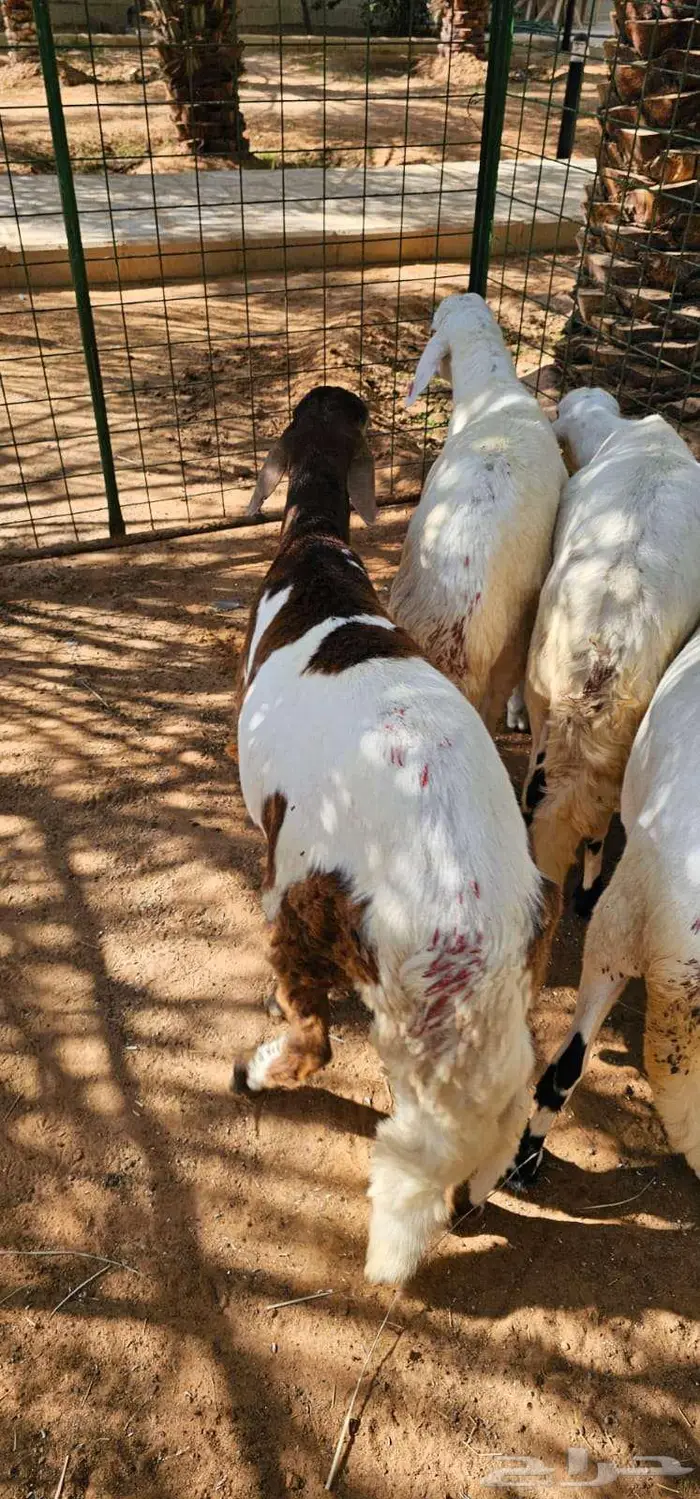 جذعان سواكني جبرات العمر حول 8 شهور 0