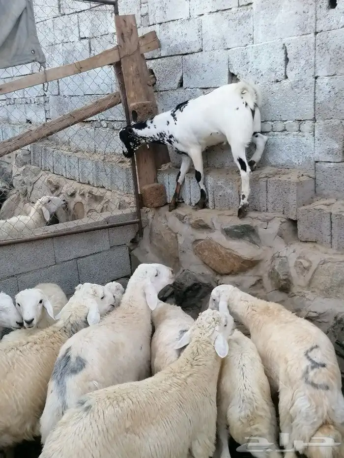 طليان ورخال حلال بر ونضيف ويوجد ذبح وتوصيل 2