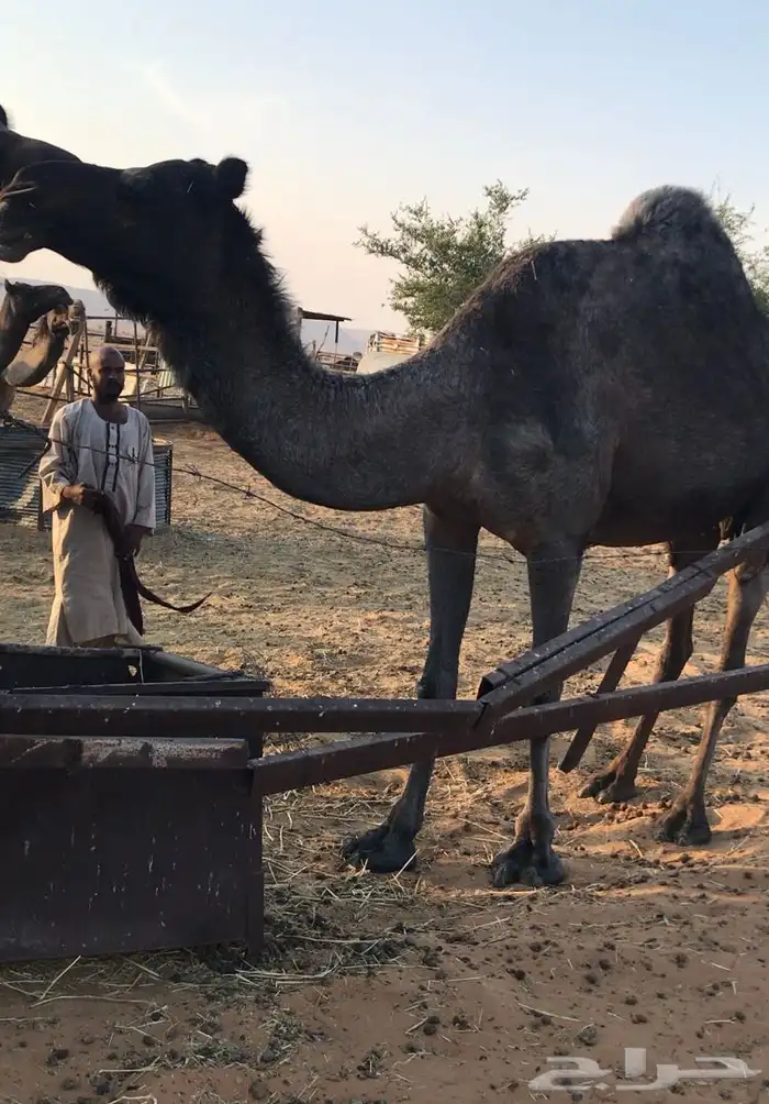 ضرايب طيبة 1