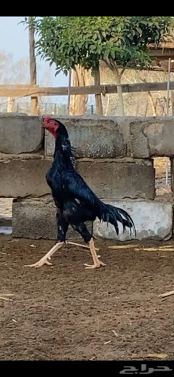 فرخ ديك شامو الماني 2