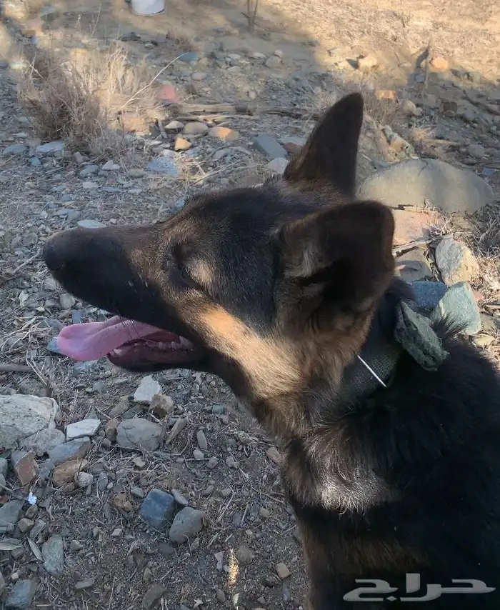 كلب جيرمن شيبرد 3