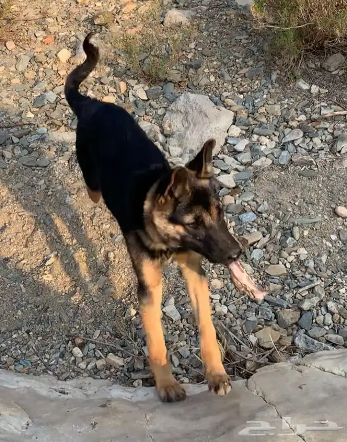 كلب جيرمن شيبرد 2