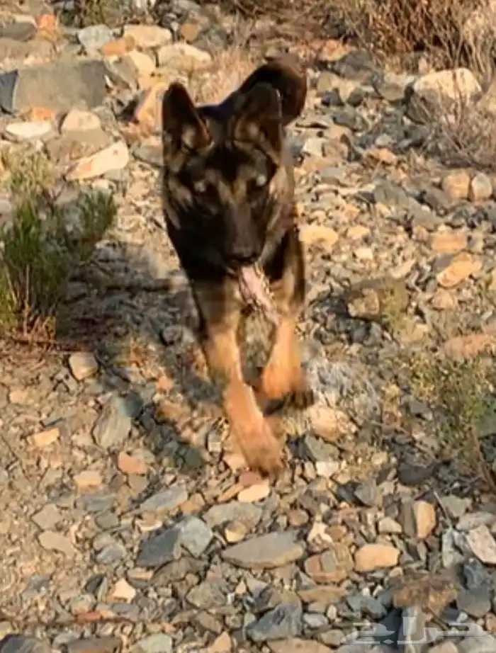 كلب جيرمن شيبرد 1