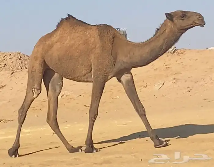 بكره عليانيه 0