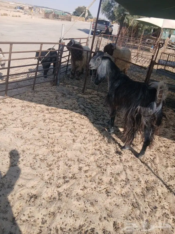 عنز مشروكه خصم الخصم الموقع مليجه 0