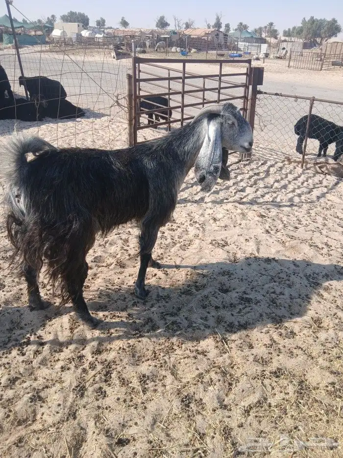 عنز مشروكه خصم الخصم الموقع مليجه 4