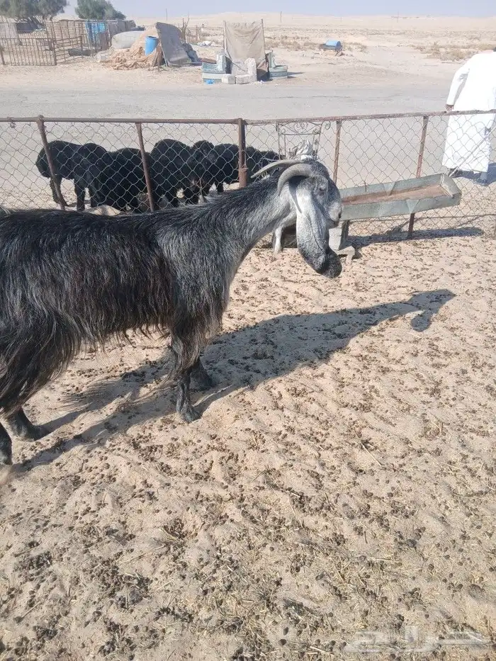 عنز مشروكه خصم الخصم الموقع مليجه 3