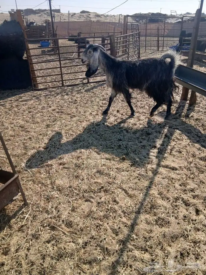 عنز مشروكه خصم الخصم الموقع مليجه 2