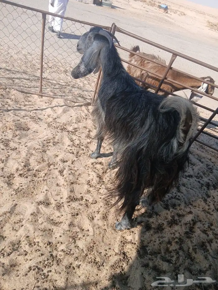 عنز مشروكه خصم الخصم الموقع مليجه 1