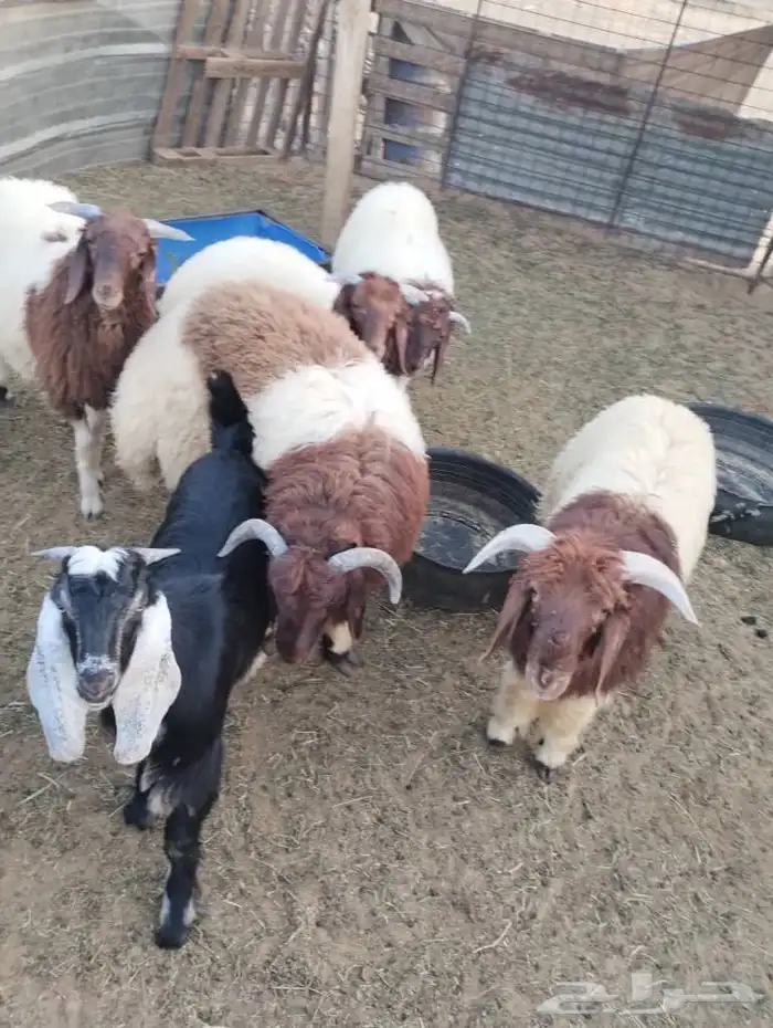 خرفان نعمي 1