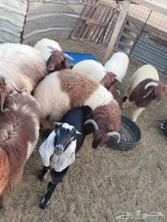 خرفان نعمي 2