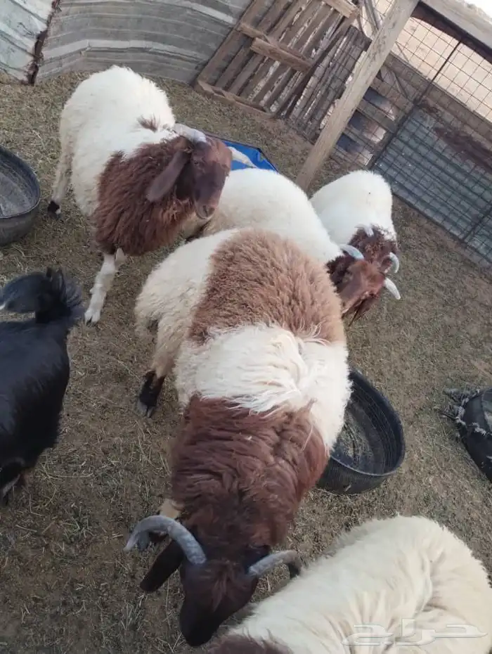 خرفان نعمي 0