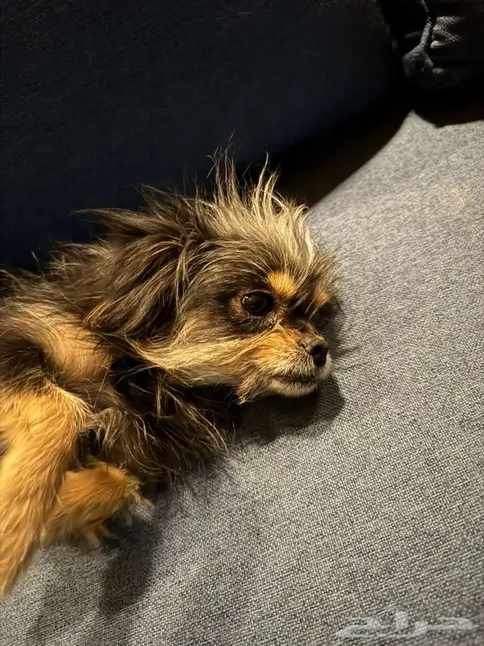 كلبه اليفه جدا حجمها جدا صغير ومستوواها جبار تعرف الحمام 3