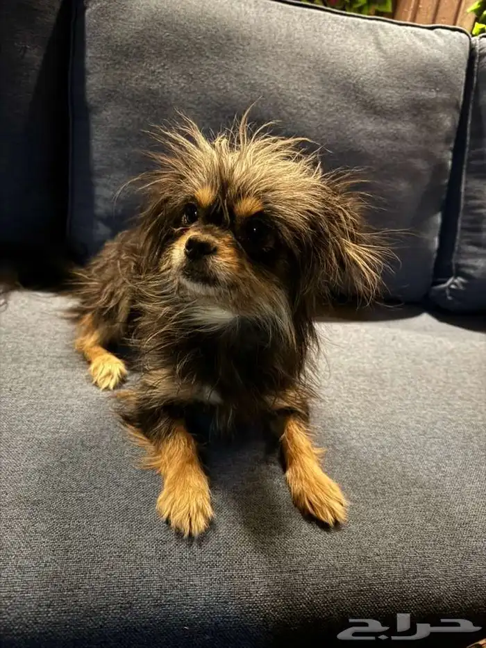 كلبه اليفه جدا حجمها جدا صغير ومستوواها جبار تعرف الحمام 0