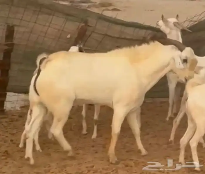 تيس فحل ورفيديه يتبعها طلي 12