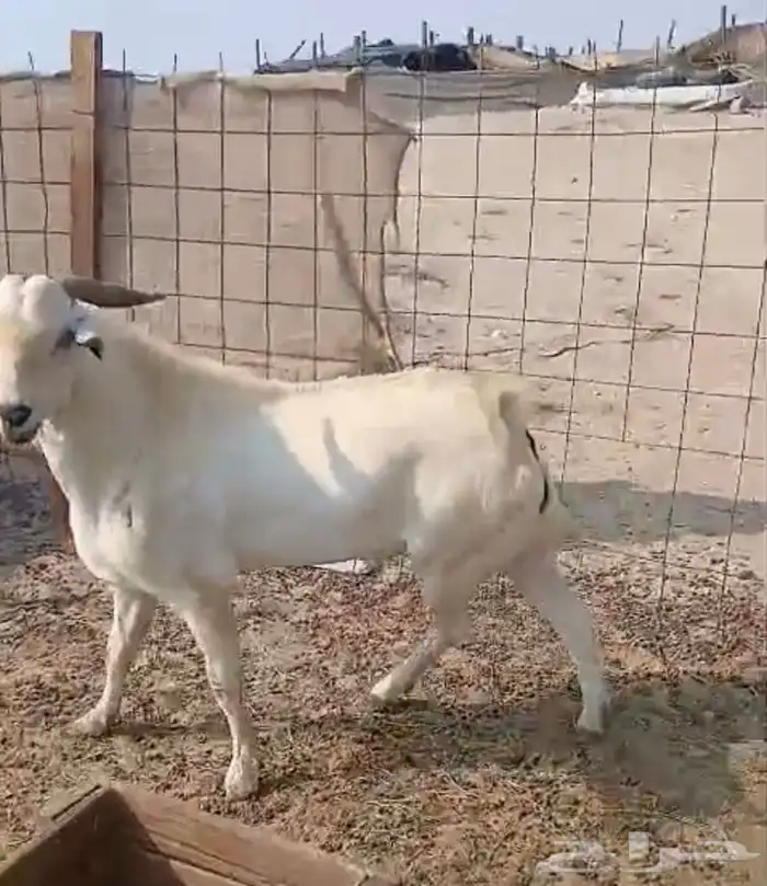 تيس فحل ورفيديه يتبعها طلي 6