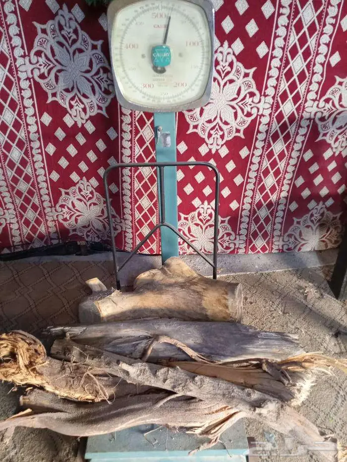 حطب قديم وناشف من أشجار البيت وعروقها سعر الكيلو 10 ريالات 0