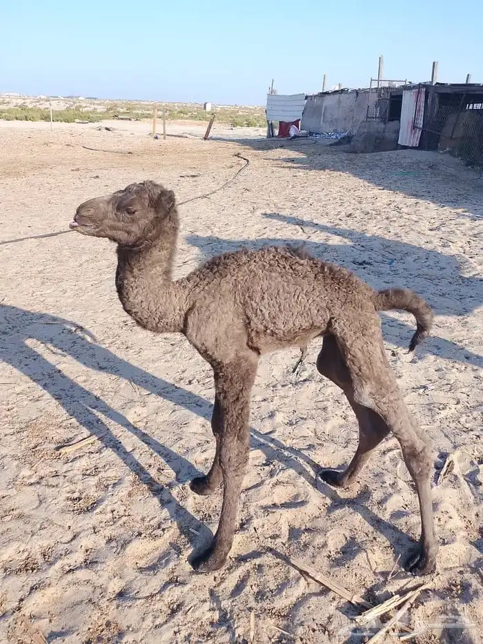 حواره صفرا غرنوقية 0