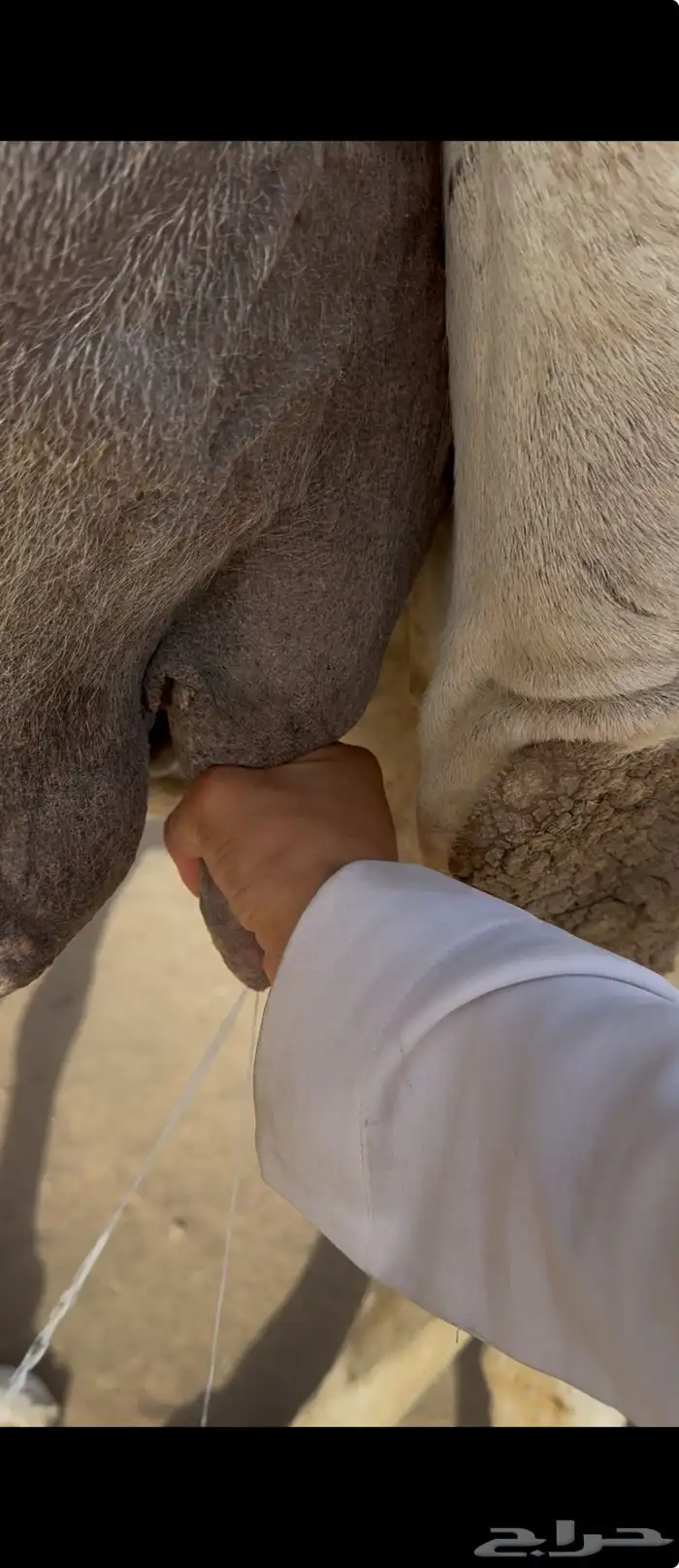 خلفه وضحا حليبها سطل وهديه وع جميع الشروط 10