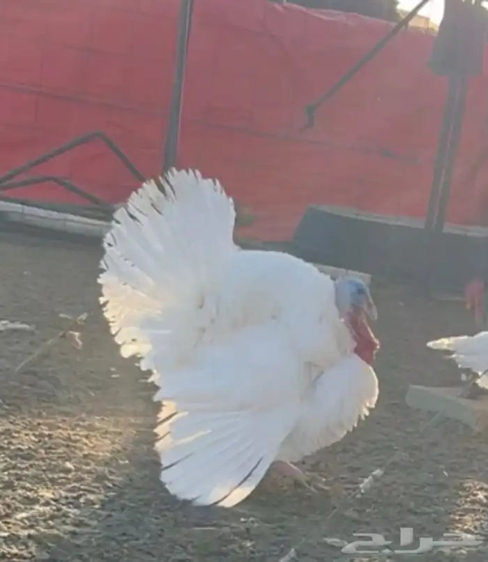 السلام عليكم ورحمة الله وبركاته للبيع دجاج رومي 1